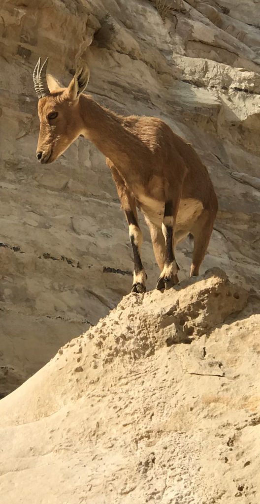 Female Ibex on Rock